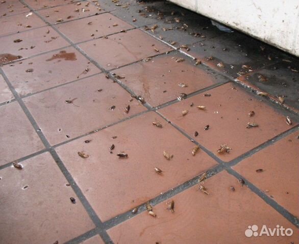 Уничтожение тараканов клопов клещей мышей Курская область