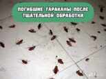 Уничтожение клопов и тараканов. Дезинфекция Санкт-Петербург