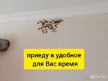 Уничтожение клопов, тараканов, грызунов Самарская область