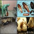 Уничтожение клещей кротов клопов тараканов мышей Тамбовская область